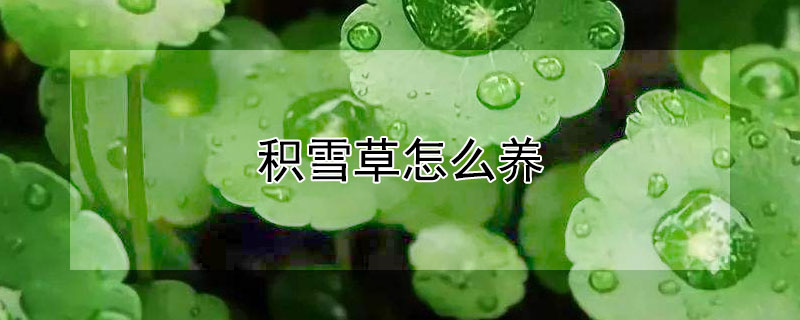 积雪草怎么养 积雪草怎么养才能养好