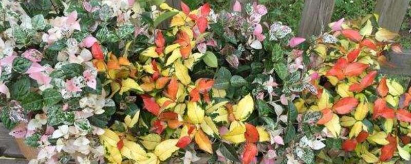 花叶络石怎么过冬 花叶络石过冬温度