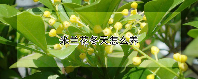 米兰花冬天怎么养（米兰花冬天怎么养才能安全过冬?）