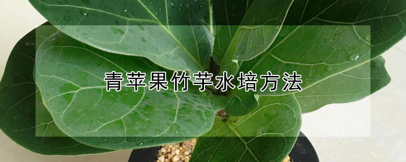 青苹果竹芋水培方法（青苹果竹芋水培方法图解）