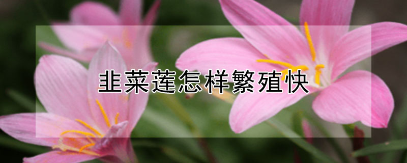韭菜莲怎样繁殖快（韭菜莲怎样繁殖快一些）