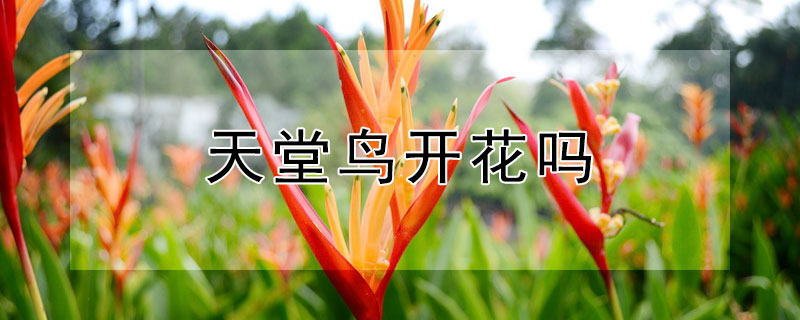 天堂鸟开花吗 绿植天堂鸟开花吗