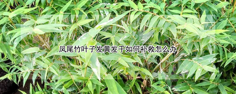 凤尾竹叶子发黄发干如何补救怎么办（凤尾竹的图片）