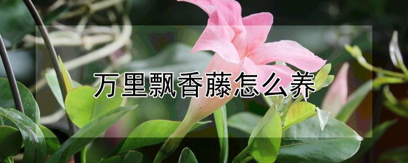 万里飘香藤怎么养（万里飘香藤怎么养家庭养法）