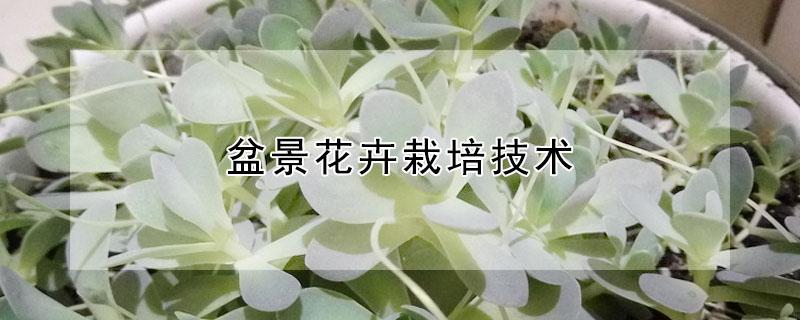 盆景花卉栽培技术 盆景花卉种植技术