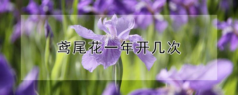 鸢尾花一年开几次 鸢尾花多少钱一株