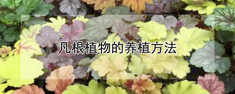 凡根植物的养植方法 凡根植物的养植方法是什么