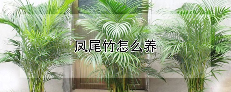 凤尾竹怎么养 凤尾竹怎么养才茂盛
