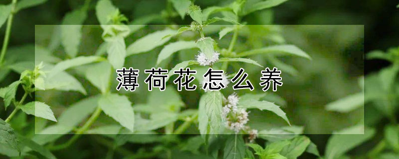 薄荷花怎么养（薄荷花怎么养殖方法）