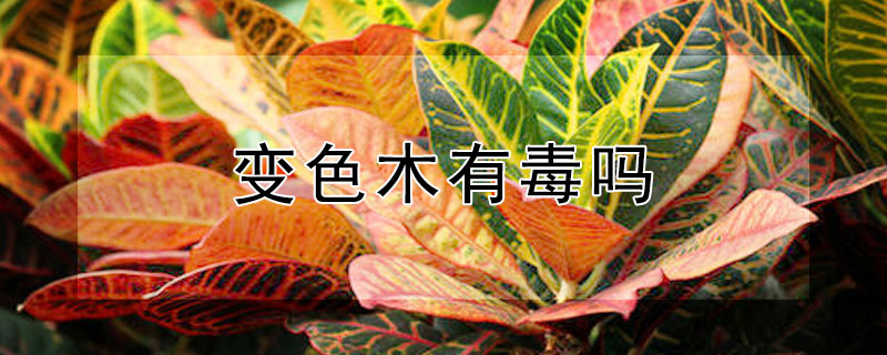 变色木有毒吗（变色木到底有没有毒）
