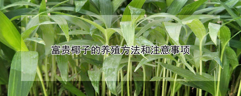 富贵椰子的养殖方法和注意事项 散尾葵的养殖方法和注意事项