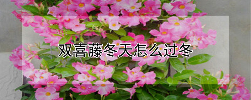 双喜藤冬天怎么过冬（双喜藤冬天过冬需要剪）