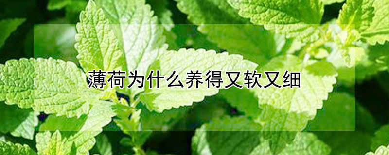 薄荷为什么养得又软又细（薄荷为什么养得又软又细长）
