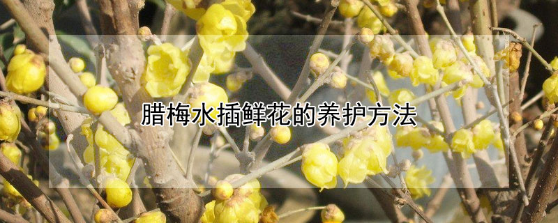 腊梅水插鲜花的养护方法（腊梅水插鲜花的养护方法有哪些）