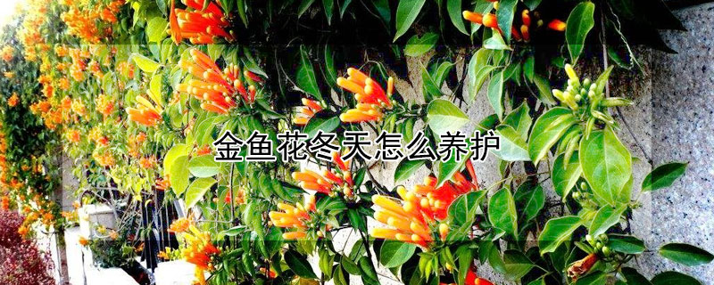 金鱼花冬天怎么养护 金鱼花冬天怎么养才能安全过冬?