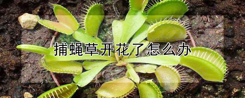 捕蝇草开花了怎么办（捕蝇草开花了之后要立即怎么办）