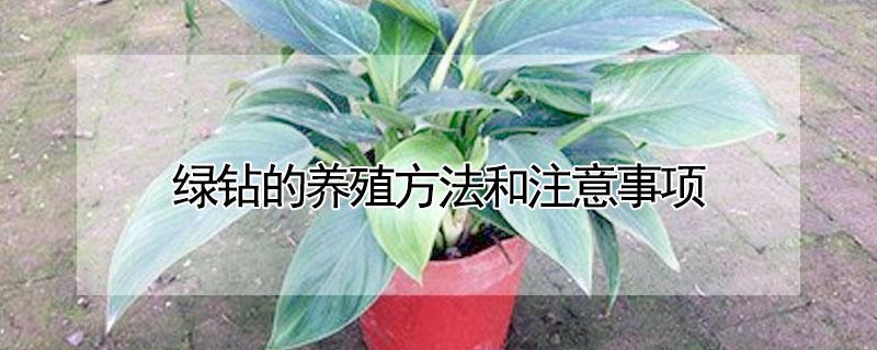 绿钻的养殖方法和注意事项（绿钻的养殖方法和注意事项 盆栽）