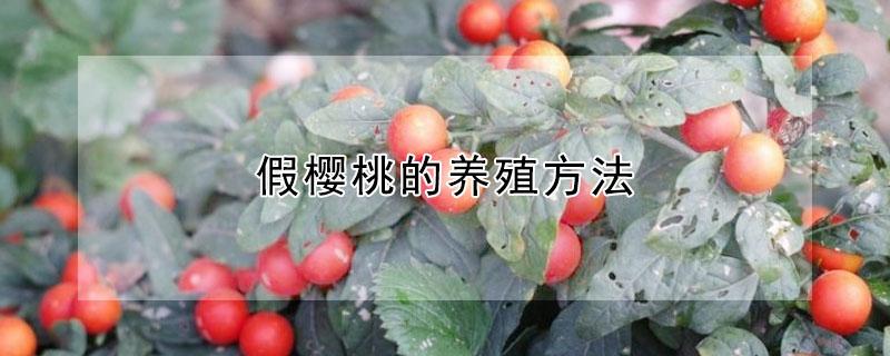 假樱桃的养殖方法（假樱桃盆栽学名叫什么）