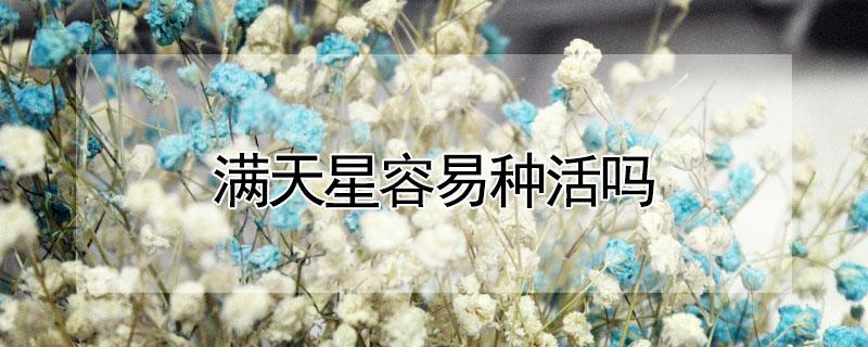 满天星容易种活吗 满天星容易种活吗图片