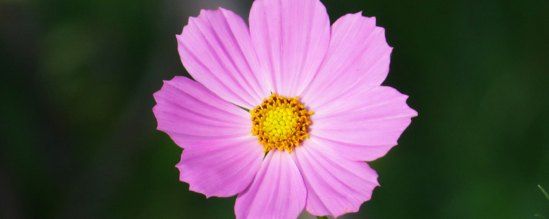 格桑花种植方法（格桑花种植方法视频）