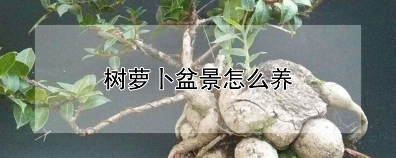 树萝卜盆景怎么养（树萝卜盆景怎么养护和管理）