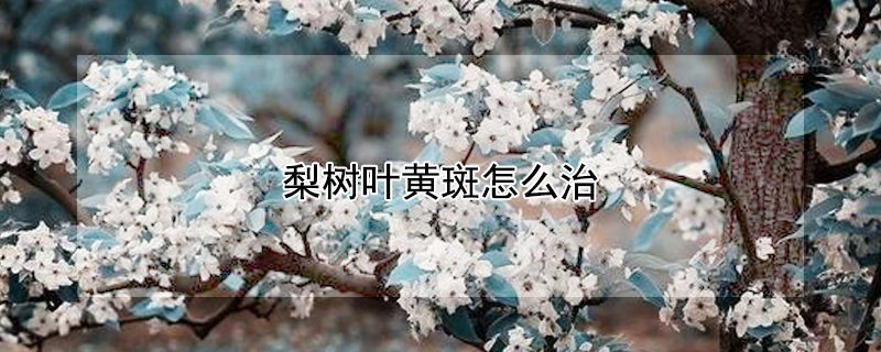 梨树叶黄斑怎么治（梨树叶黄斑怎么治疗最好）
