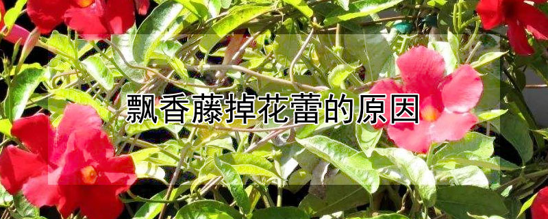 飘香藤掉花蕾的原因（飘香藤掉花蕾怎么回事）