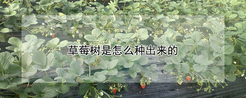 草莓树是怎么种出来的 我要看草莓树是怎么种的