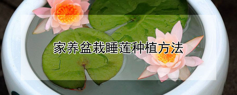 家养盆栽睡莲种植方法 睡莲不放泥只放水怎样养