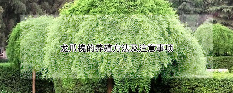 龙爪槐的养殖方法及注意事项（龙爪槐的栽培与养护）