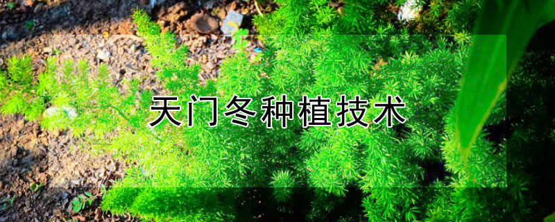 天门冬种植技术（天门冬种植技术与管理）
