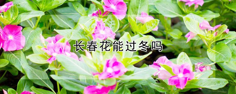 长春花能过冬吗（长春花能过冬吗?）
