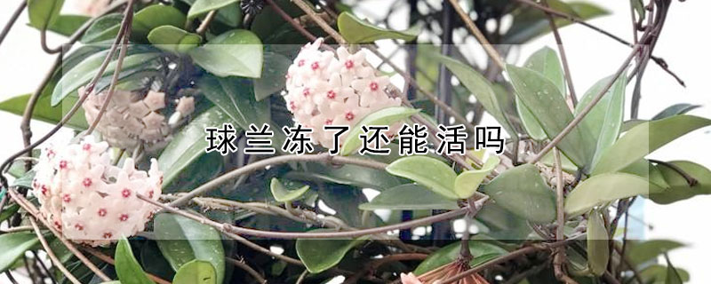 球兰冻了还能活吗 球兰冻了还能活吗怎么养
