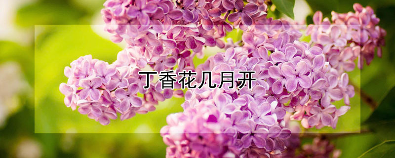 丁香花几月开 北京的丁香花几月开