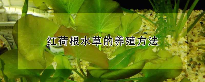 红荷根水草的养殖方法 红荷根水草的养殖方法视频
