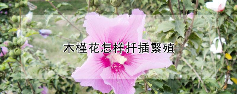 木槿花怎样扦插繁殖（小木槿几月份扦插容易成活）