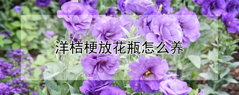 洋桔梗放花瓶怎么养（洋桔梗放花瓶怎么养护）