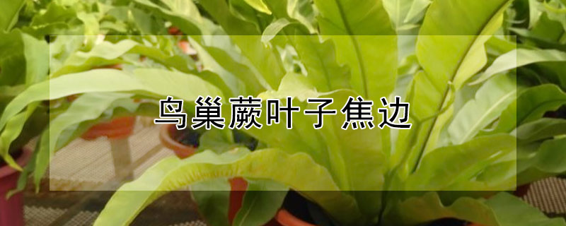 鸟巢蕨叶子焦边 鸟巢蕨叶子中间边缘干枯