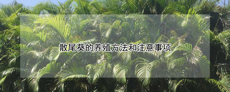 散尾葵的养殖方法和注意事项（散尾葵的养殖方法和注意事项视频）