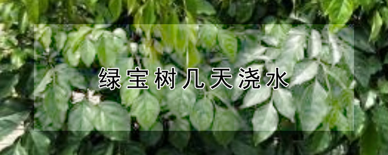 绿宝树几天浇水 绿宝树几天浇水一次