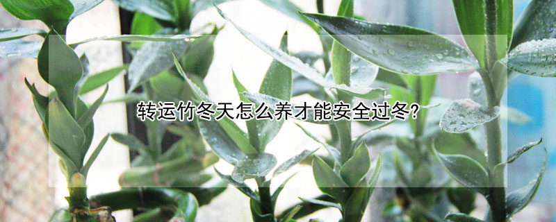 转运竹冬天怎么养才能安全过冬?（转运竹怎样过冬天）