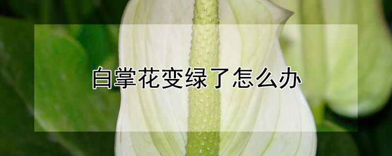 白掌花变绿了怎么办（养白掌的十大忌讳）
