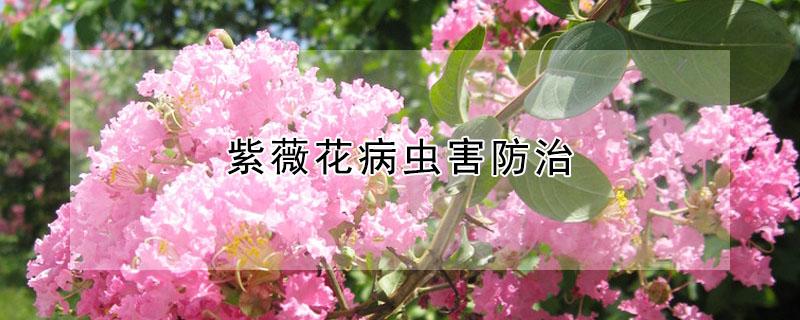 紫薇花病虫害防治 紫薇花病虫害用什么药