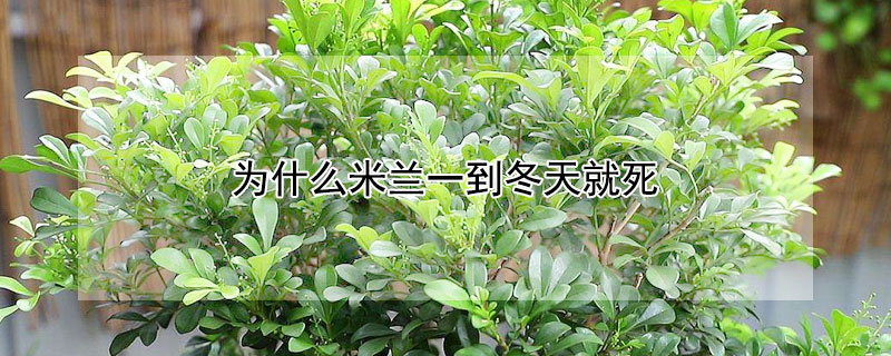 为什么米兰一到冬天就死（为什么米兰一到冬天就死亡）
