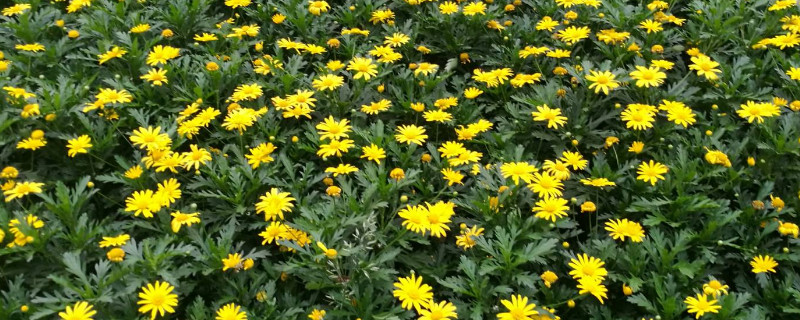 黄金菊花怎么种植方法 黄金菊花怎么种植方法图解