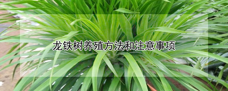 龙铁树养殖方法和注意事项（龙铁树的风水作用）