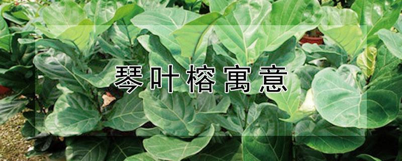 琴叶榕寓意 琴叶榕寓意和象征风水