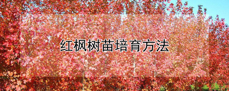 红枫树苗培育方法（红枫树苗培育方法视频）