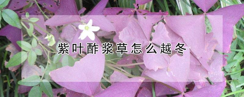 紫叶酢浆草怎么越冬（紫叶酢浆草冬天如何养护）
