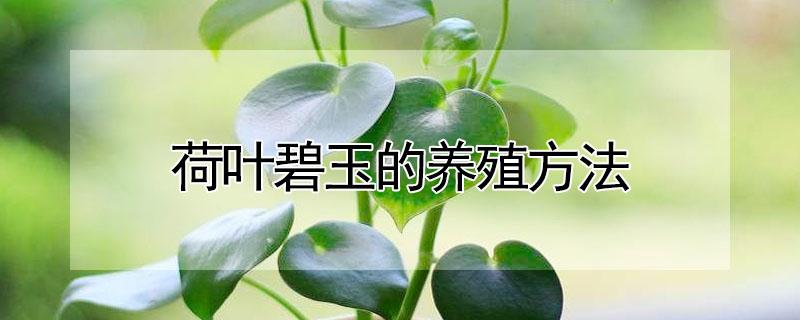 荷叶碧玉的养殖方法（荷叶碧玉的养殖方法和注意事项）